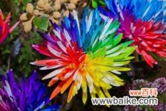 彩虹菊的养殖方法