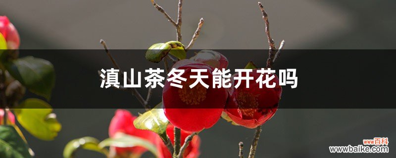 滇山茶冬天能开花吗