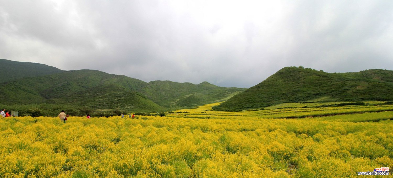 油菜花冬季开花吗