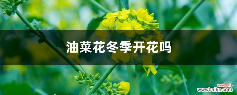 油菜花冬季开花吗