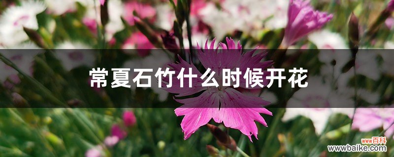 常夏石竹什么时候开花