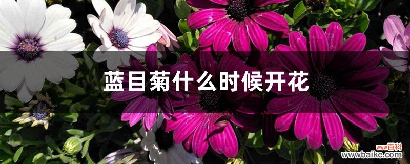 蓝目菊什么时候开花