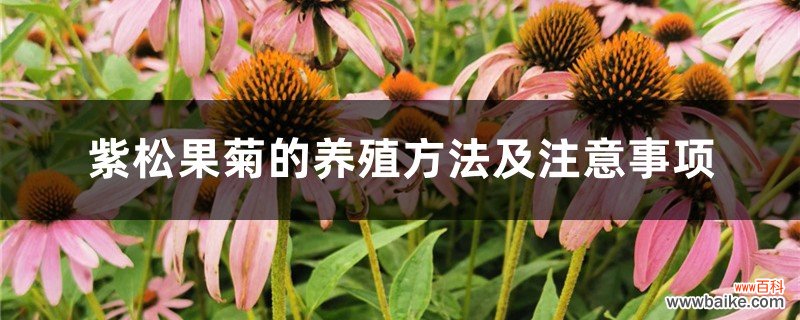 紫松果菊的养殖方法及注意事项