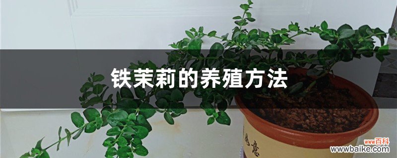 铁茉莉的养殖方法