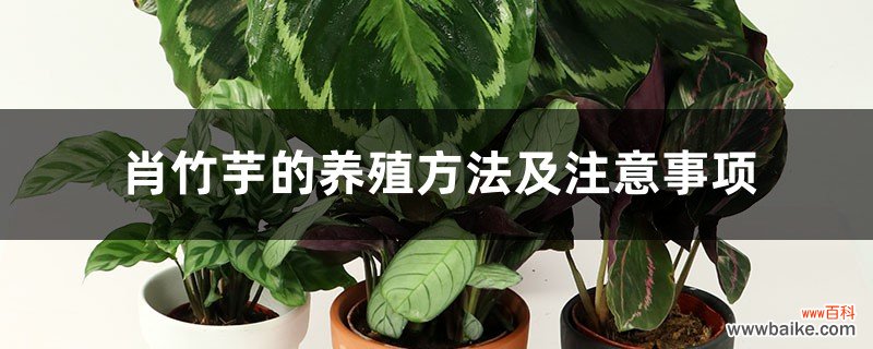 肖竹芋的养殖方法及注意事项