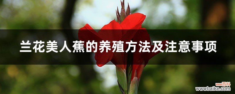 兰花美人蕉的养殖方法及注意事项