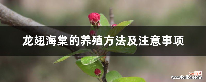 龙翅海棠的养殖方法及注意事项