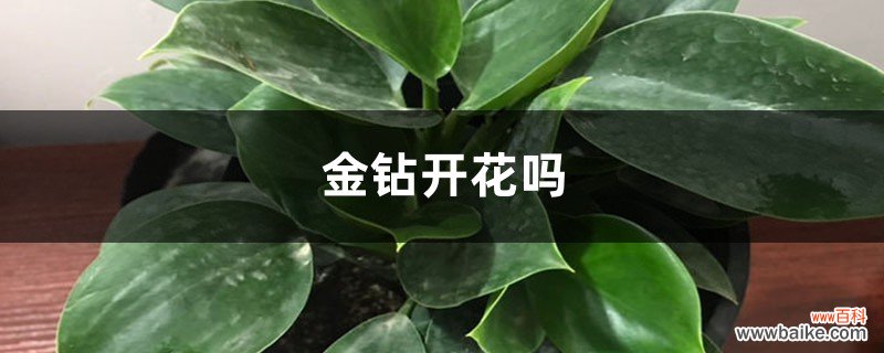 金钻开花吗