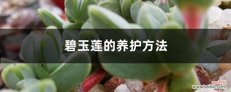 碧玉莲的养护方法