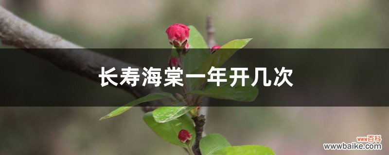 长寿海棠一年开几次