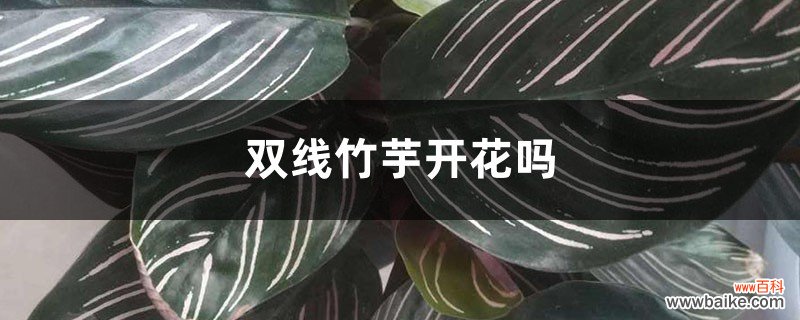 双线竹芋开花吗