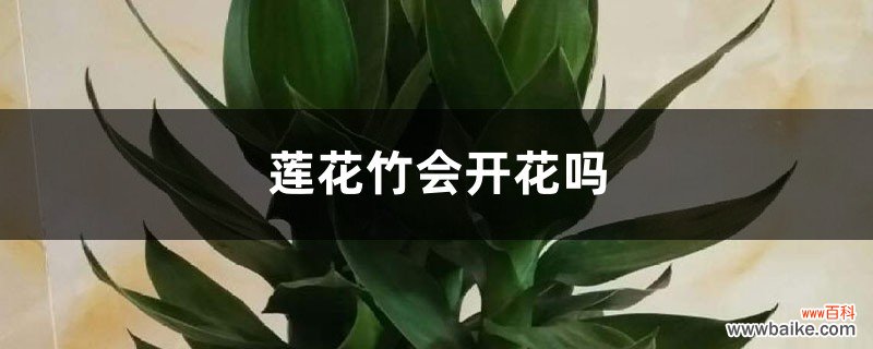 莲花竹会开花吗