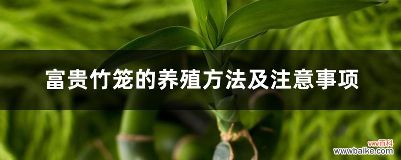 富贵竹笼的养殖方法及注意事项