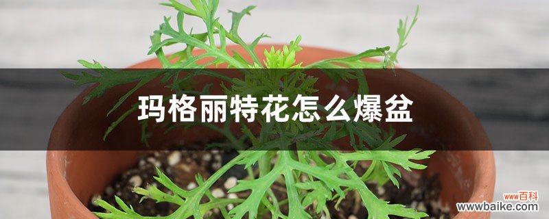 玛格丽特花怎么爆盆