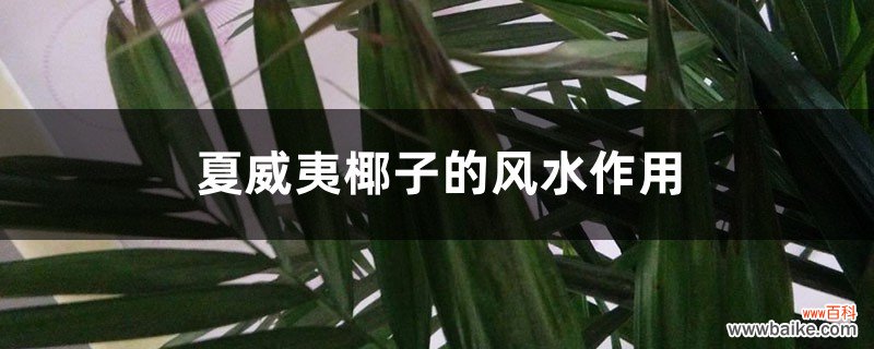 夏威夷椰子的风水作用