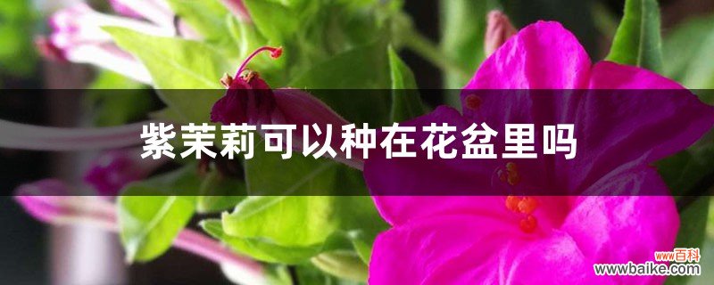 紫茉莉可以种在花盆里吗