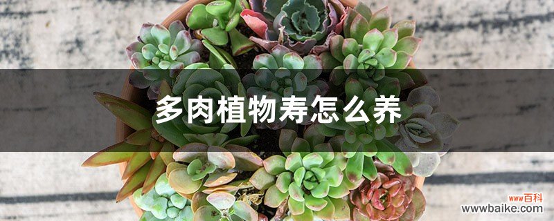 多肉植物寿怎么养