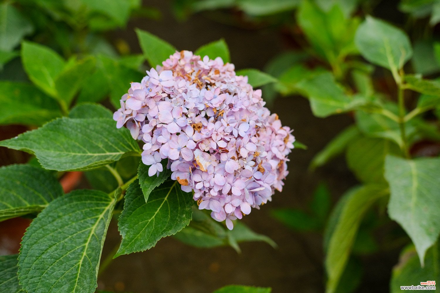 绣球花夏季怎么养