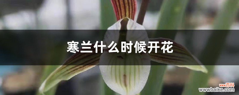 寒兰什么时候开花