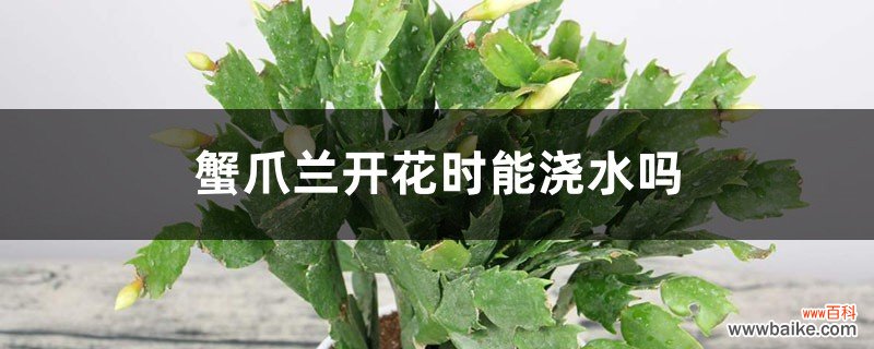 蟹爪兰开花时能浇水吗