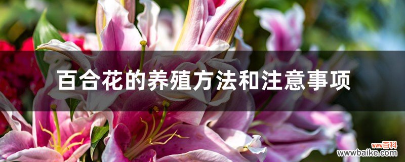 百合花的养殖方法和注意事项