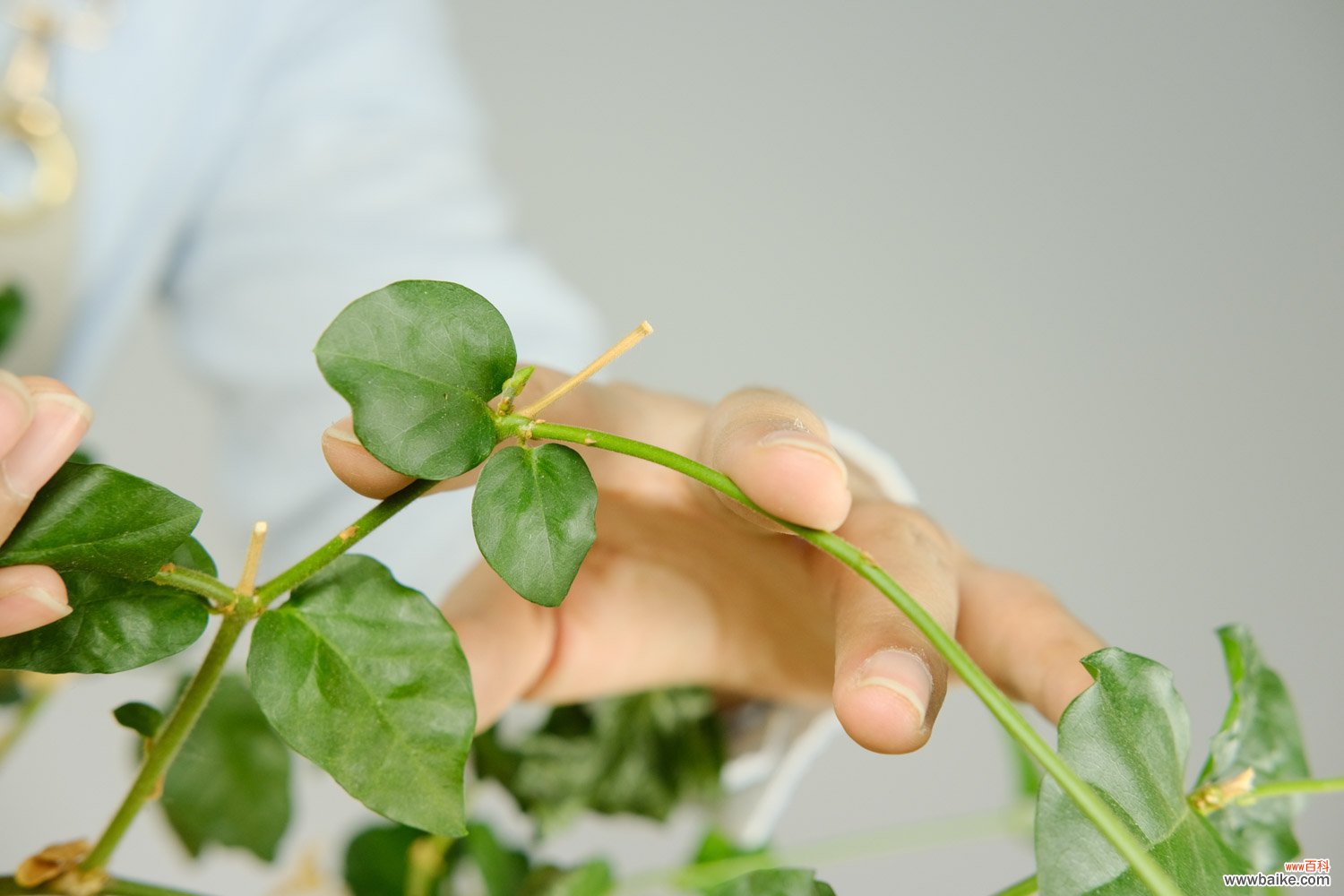 茉莉花的养殖方法和注意事项