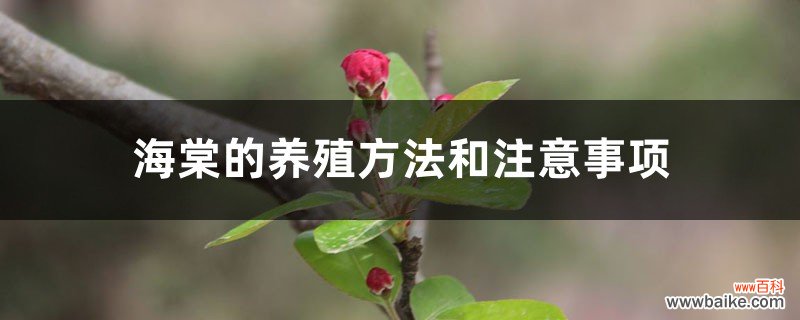 海棠的养殖方法和注意事项