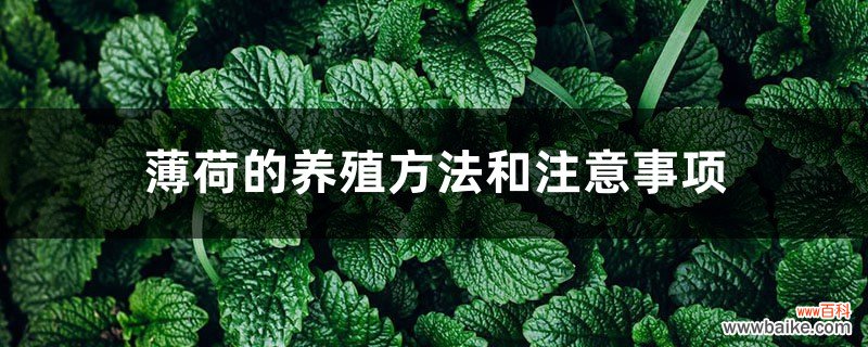 薄荷的养殖方法和注意事项