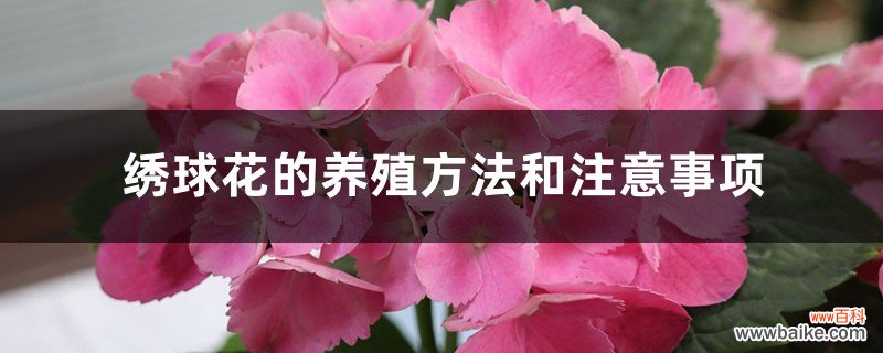 绣球花的养殖方法和注意事项