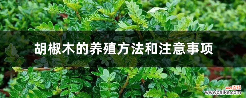 胡椒木的养殖方法和注意事项