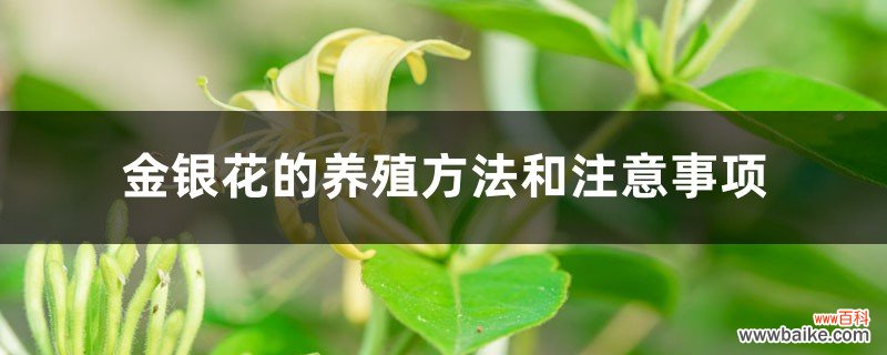 金银花的养殖方法和注意事项