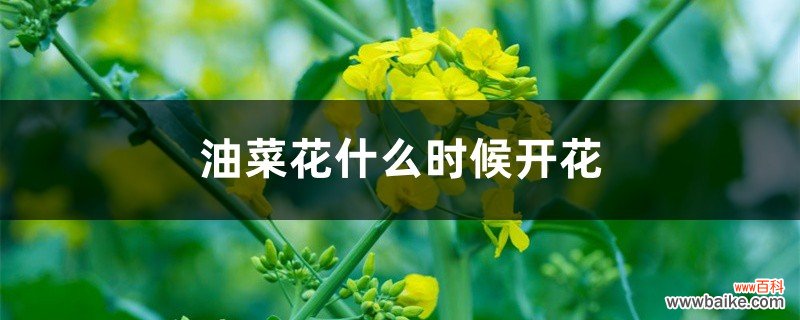 油菜花什么时候开花