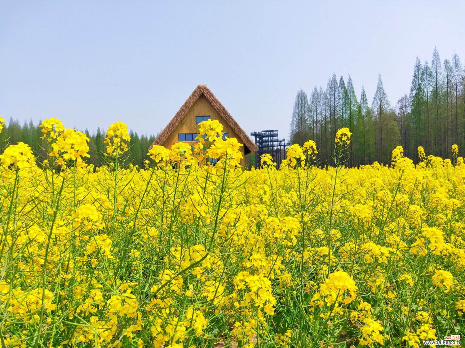 油菜花什么时候开花