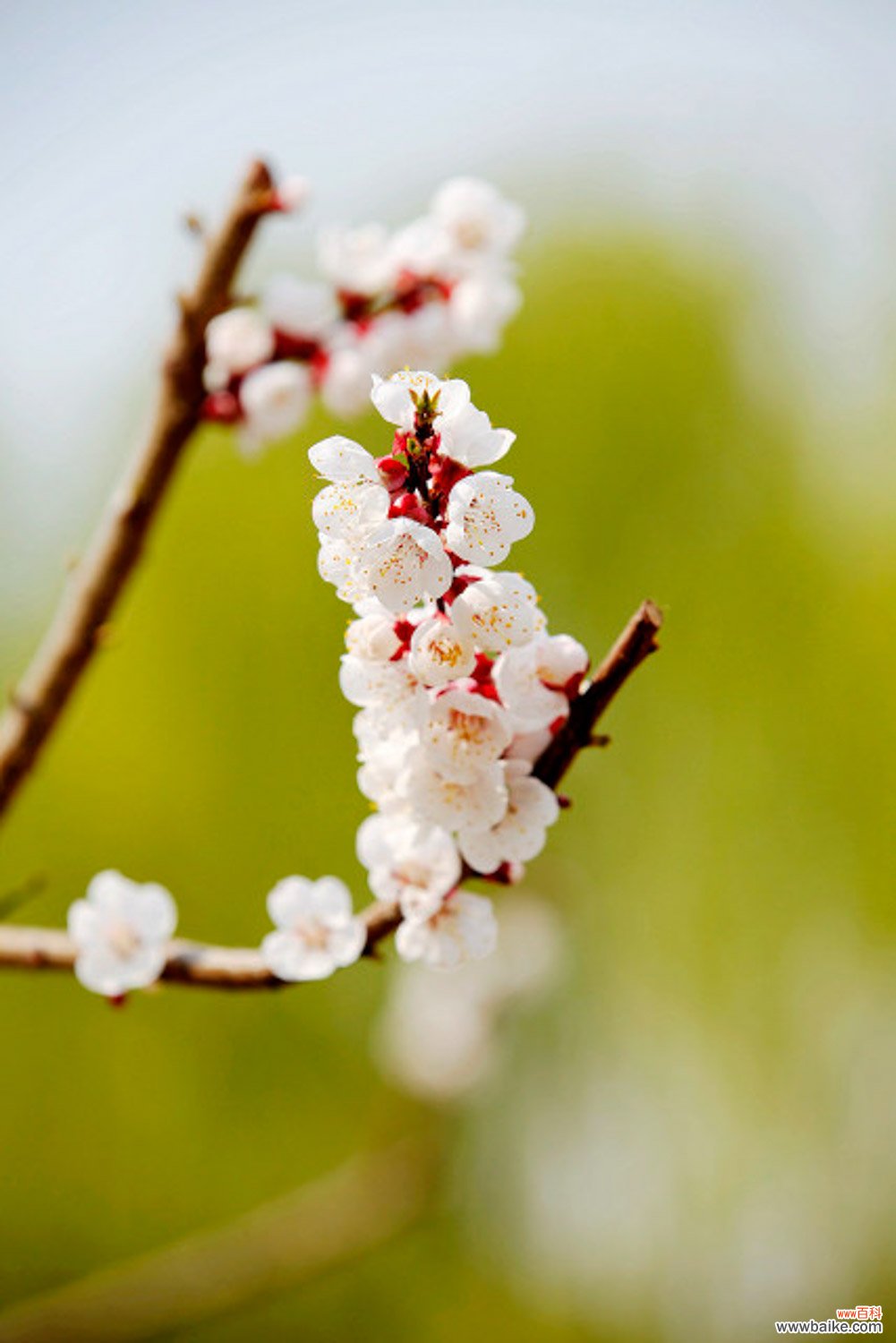 杏树什么时候开花