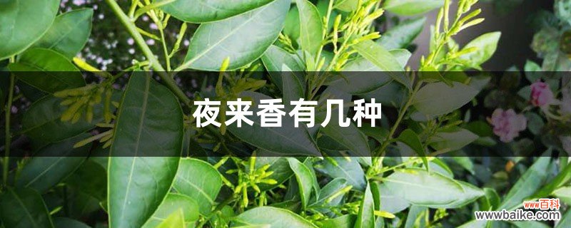 分不清楚夜来香的品种？掌握这几点，轻松区分！