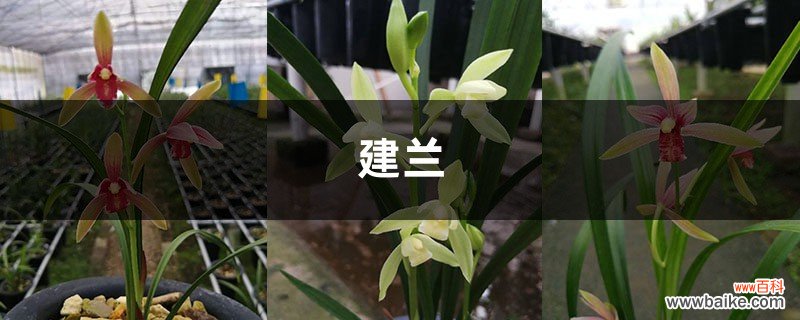 花期在什么时候？好好养护，建兰花更靓更持久！