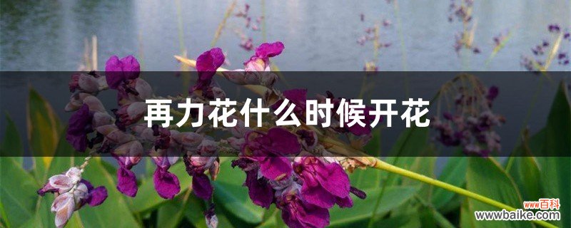 再力花什么时候开花