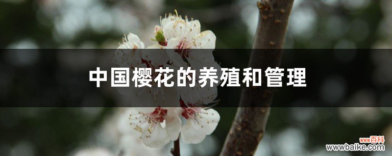 中国樱花的养殖和管理