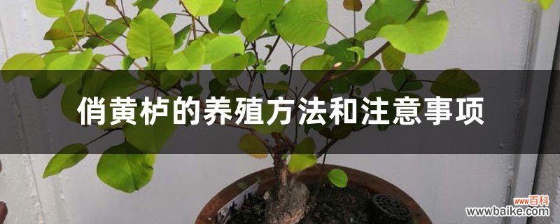 俏黄栌的养殖方法和注意事项