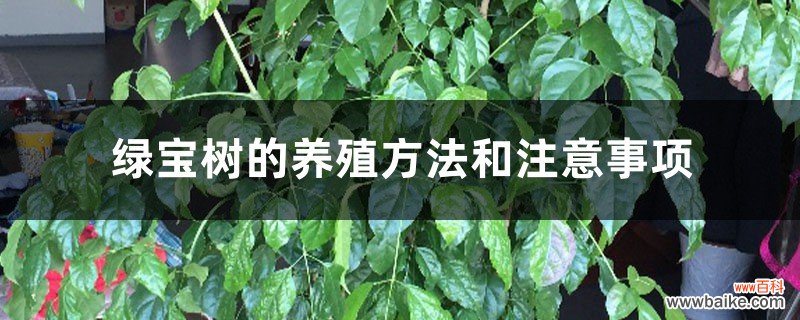 绿宝树的养殖方法和注意事项