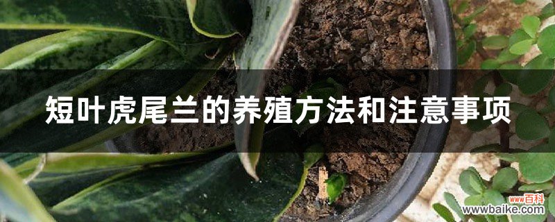 短叶虎尾兰的养殖方法和注意事项