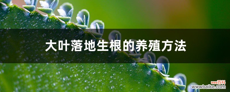 大叶落地生根的养殖方法