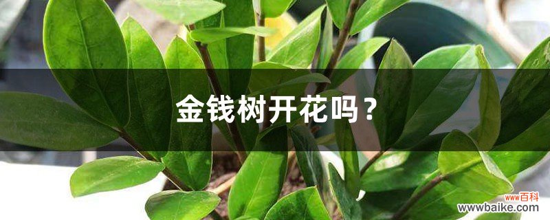 金钱树开花吗？