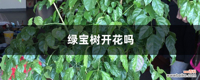 绿宝树开花吗