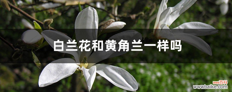 白兰花和黄角兰一样吗？