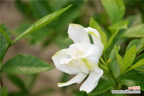 栀子花和茉莉的区别