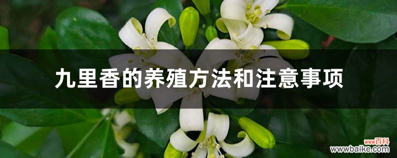 九里香的养殖方法和注意事项