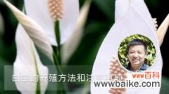 白掌的养殖方法和注意事项