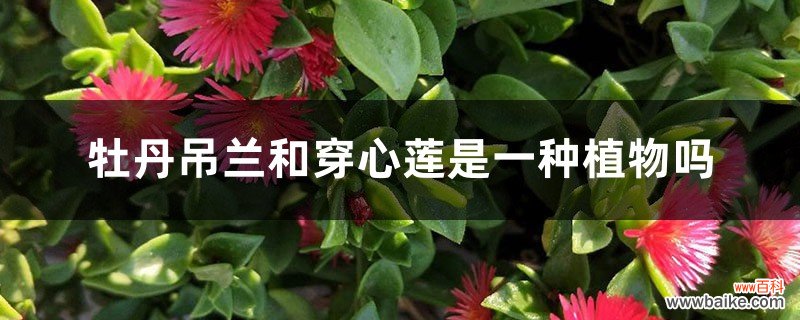 牡丹吊兰和穿心莲是一种植物吗