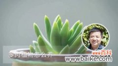 多肉植物怎么养